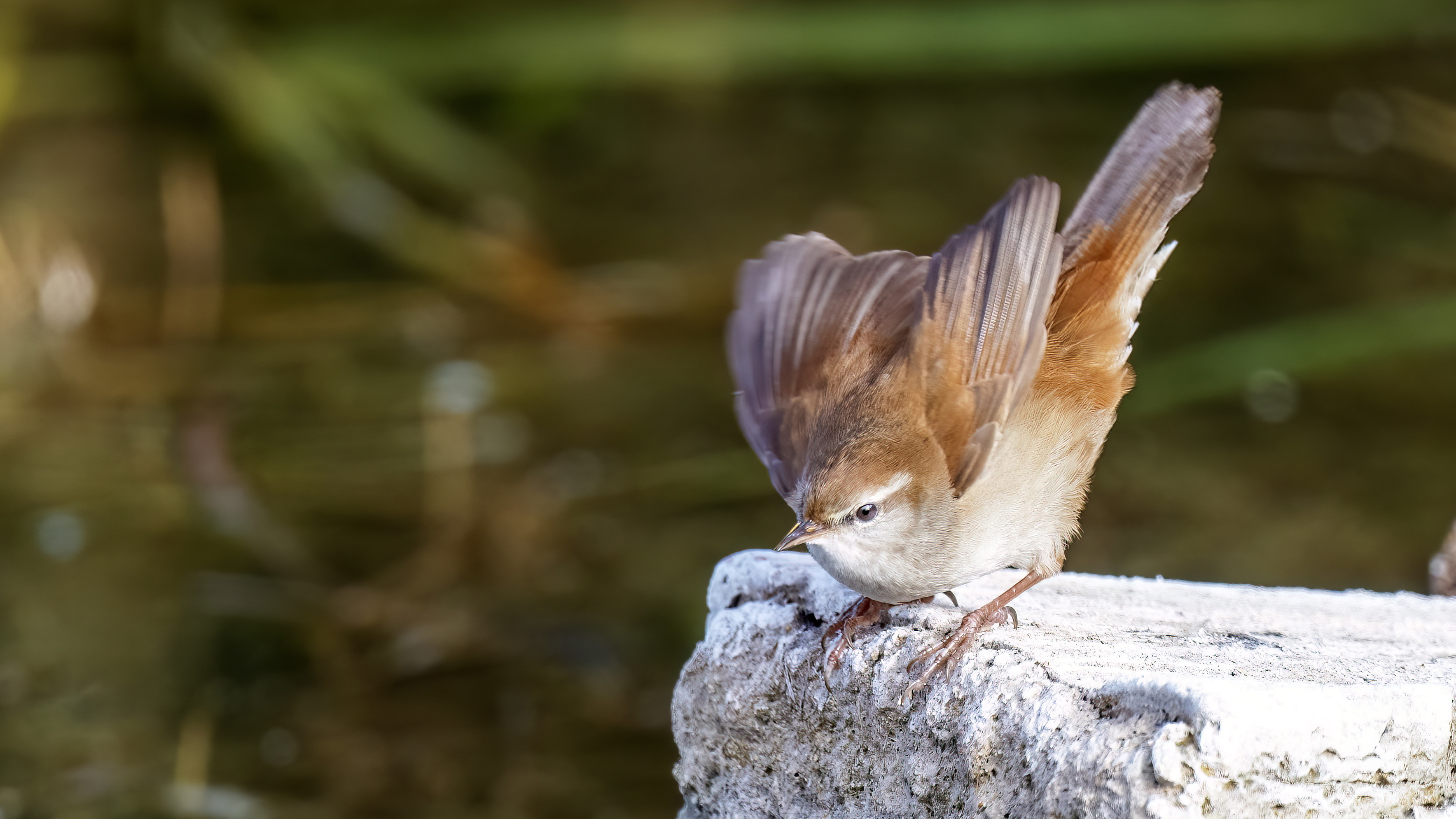 Cetti's Warbler
